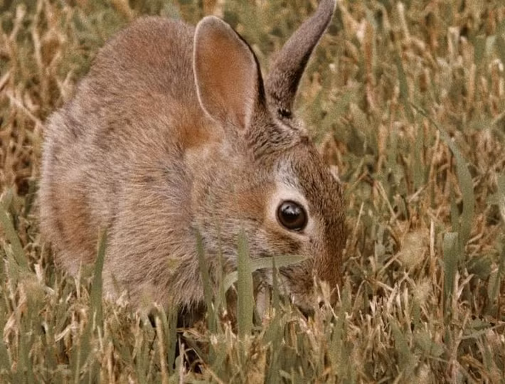  Có màu lông ngụy trang hoàn hảo. Bộ lông của thỏ lùn có màu xám nâu pha lẫn các đốm đậm nhạt, giúp chúng hòa lẫn gần như hoàn toàn với đất khô và thảm thực vật thấp. Khả năng ngụy trang này rất quan trọng để tránh những kẻ săn mồi như cáo, diều hâu và rắn. Ảnh: Pinterest.