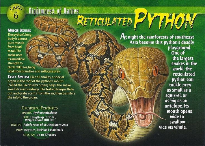 Trăn gấm là loài trăn dài nhất hành tinh. Cá thể dài nhất từng được ghi nhận đạt tới hơn 10 mét, khiến chúng trở thành huyền thoại trong thế giới bò sát. Ảnh: Pinterest.