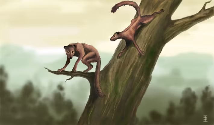  Phân bố rộng rãi. Hóa thạch Plesiadapis được tìm thấy ở cả Bắc Mỹ và châu Âu, chứng tỏ chúng từng có phạm vi sinh sống rộng lớn. Ảnh: pikabu.ru.