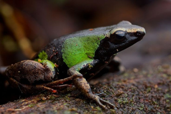  Hoạt động chủ yếu vào ban ngày. Khác với nhiều loài ếch sống về đêm, ếch Mantella hoa thường kiếm ăn và di chuyển vào ban ngày, tận dụng màu sắc nổi bật để cảnh báo cho các loài săn mồi tránh xa. Ảnh: Pinterest.