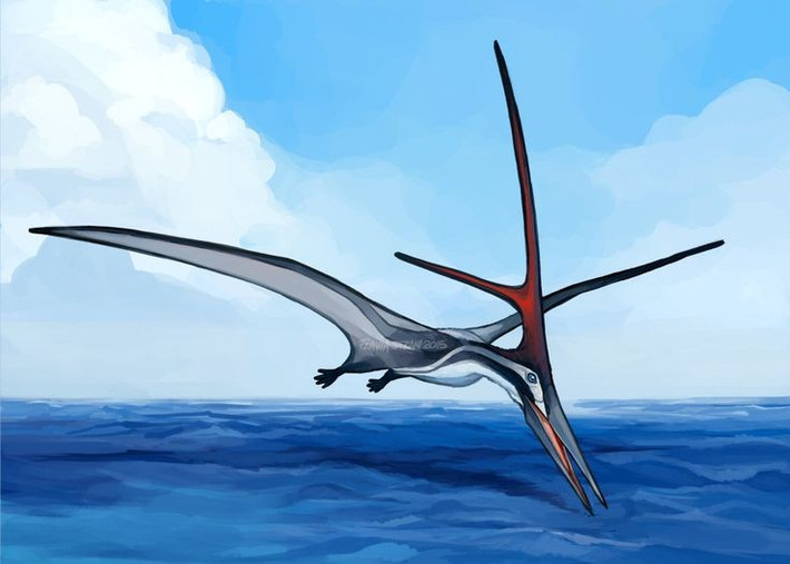  Có mào giống cột phân nhánh. Cấu trúc mào Nyctosaurus có thể cao bằng hoặc hơn chiều dài cơ thể. Ảnh: Pinterest.