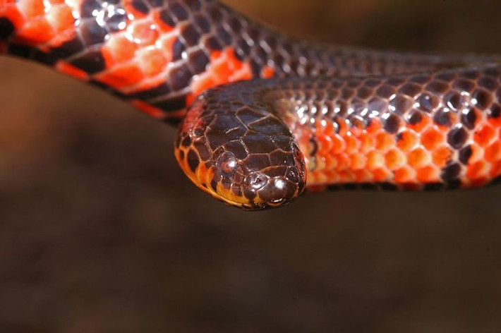  Phân bố ở miền Đông Nam Hoa Kỳ. Loài này sinh sống tại các bang như Florida, Georgia và Louisiana, chủ yếu trong đầm lầy, ao hồ nước ngọt và khu vực ngập nước nhiều bùn. Ảnh: Pinterest.