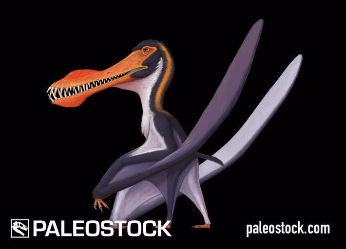  Là thợ săn cá trên biển cổ đại. Giống nhiều pterosaur khác sống gần biển, Anhanguera có lẽ bay lượn trên mặt nước và lao xuống để bắt cá. Bộ răng dài và nhọn rất thích hợp để chộp con mồi nhanh chóng khi chúng bơi gần mặt biển. Ảnh: shopify.com.