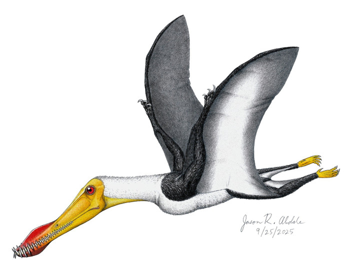  Có mào xương đặc trưng trên đầu. Nhiều loài trong chi Anhanguera có một phần mào xương nhỏ trên mõm hoặc đầu. Các nhà khoa học cho rằng chiếc mào này có thể giúp nhận diện giữa các cá thể, hỗ trợ trong hành vi giao tiếp hoặc thu hút bạn tình. Ảnh: dinosaursandbarbarians.com.