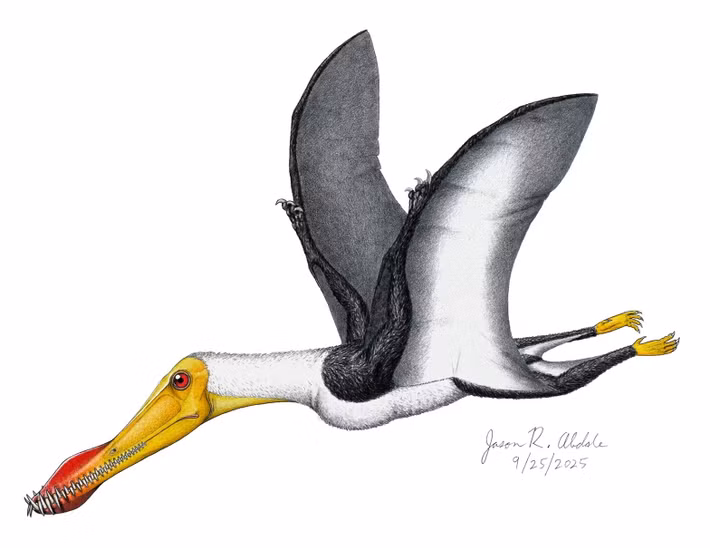  Có mào xương đặc trưng trên đầu. Nhiều loài trong chi Anhanguera có một phần mào xương nhỏ trên mõm hoặc đầu. Các nhà khoa học cho rằng chiếc mào này có thể giúp nhận diện giữa các cá thể, hỗ trợ trong hành vi giao tiếp hoặc thu hút bạn tình. Ảnh: dinosaursandbarbarians.com.