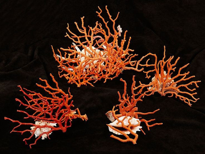  San hô đỏ sinh trưởng cực kỳ chậm. Mỗi năm chúng chỉ lớn thêm vài milimét, khiến việc phục hồi quần thể rất khó khăn. Ảnh: Pinterest.