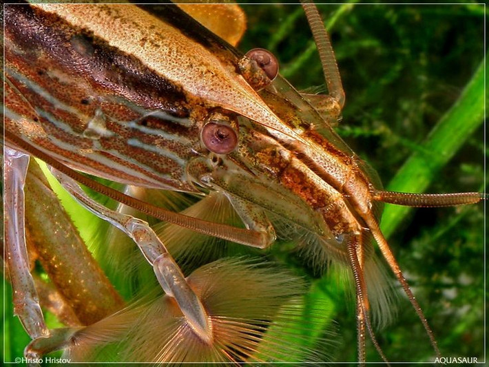  Chúng phân bố rộng khắp khu vực Đông Nam Á và các đảo Thái Bình Dương. Tôm tre được tìm thấy ở Indonesia, Thái Lan, Việt Nam, Malaysia và nhiều đảo nhiệt đới, thường sống trong suối, sông nhỏ có dòng chảy mạnh. Ảnh: Pinterest.