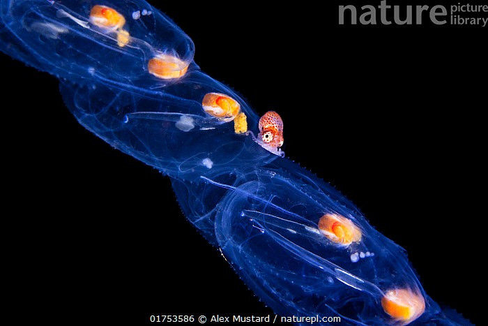  Con đực cực kỳ nhỏ bé. Con đực chỉ bằng vài phần trăm kích thước con cái, là một trong những trường hợp lưỡng hình giới tính rõ rệt nhất ở động vật. Ảnh: infradoxxs.com.