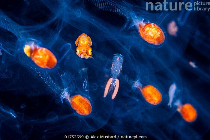  Sinh sản theo cách kỳ lạ. Con đực có xúc tu mang tinh trùng (hectocotylus) tự tách rời, trôi sang con cái để thụ tinh. Ảnh: infradoxxs.com.