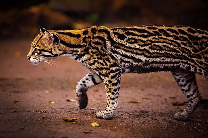 Là bậc thầy săn đêm. Ocelot chủ yếu hoạt động vào ban đêm, với đôi mắt có khả năng phản chiếu ánh sáng cực tốt giúp chúng nhìn rõ trong bóng tối. Ảnh: Pinterest.