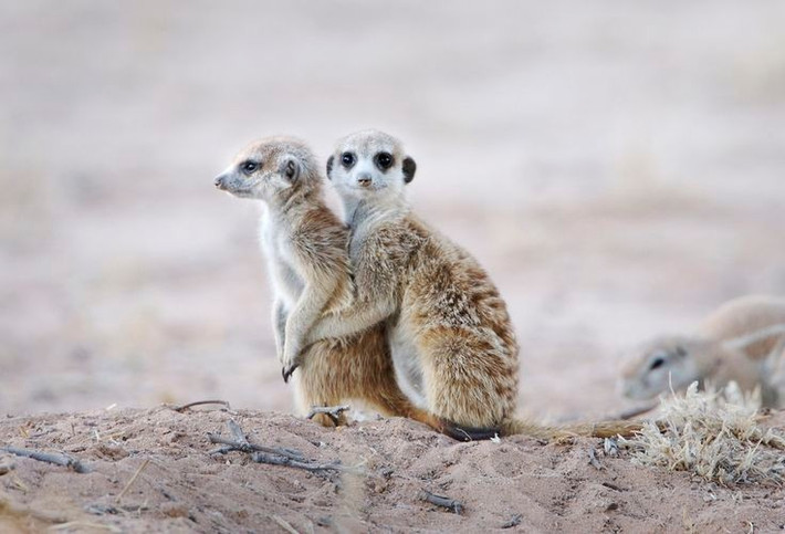  Khả năng đào bới nhanh khó tin. Chúng có thể đào được một mạng lưới hang phức tạp trong thời gian ngắn, với nhiều lối ra để trốn kẻ săn mồi. Ảnh: Pinterest.