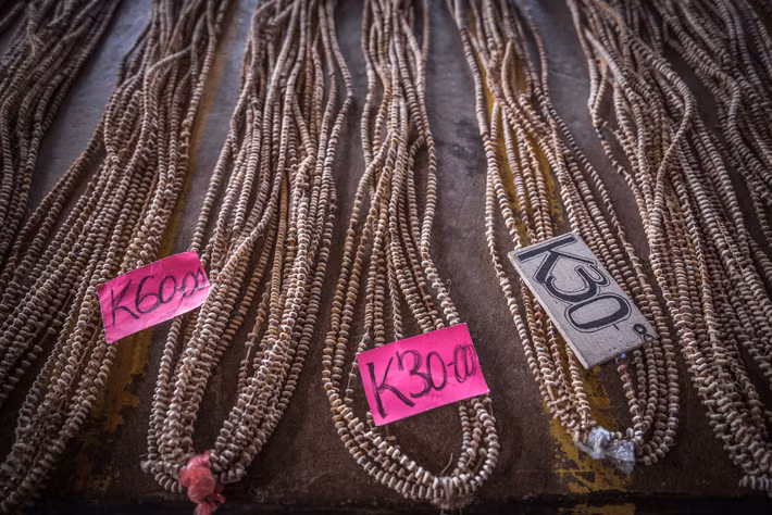  Sử dụng tiền vỏ sò. Hệ thống tiền tệ tabu của người Tolai được làm từ vỏ sò mài nhỏ và xâu thành chuỗi dài. Tabu không chỉ dùng trong trao đổi mà còn mang ý nghĩa xã hội và nghi lễ quan trọng. Ảnh: vice.com.