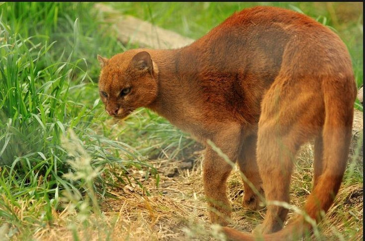  Thức ăn của beo chồn khá đa dạng. Chúng săn chim, bò sát, động vật gặm nhấm, thỏ và đôi khi cả cá, cho thấy khả năng thích nghi cao với nhiều hệ sinh thái khác nhau. Ảnh: Pinterest.