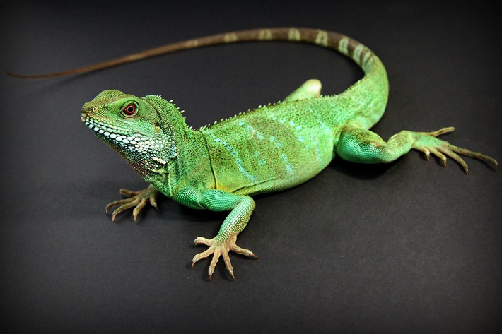  Đối mặt với nguy cơ suy giảm môi trường sống. Việc mất rừng và buôn bán động vật cảnh đã ảnh hưởng đến quần thể rồng đất tại một số khu vực. Bảo tồn sinh cảnh rừng ẩm và quản lý khai thác là yếu tố quan trọng để duy trì loài bò sát đặc sắc này. Ảnh: Pinterest.