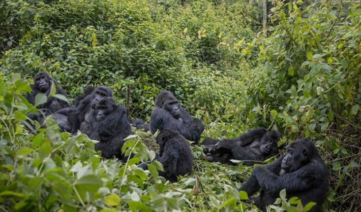  Khu vực từng bị đe dọa bởi xung đột vũ trang. Hoạt động bảo tồn gặp nhiều khó khăn trong nhiều thập kỷ. Ảnh: rwandaecocompany.com.