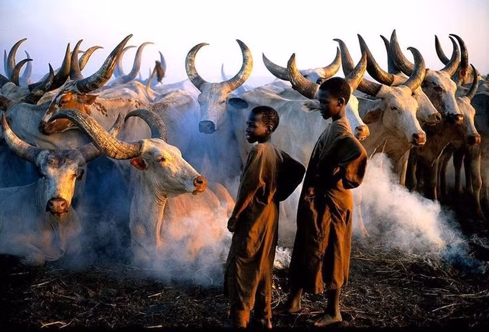  Chịu ảnh hưởng nặng nề bởi xung đột. Chiến tranh và bất ổn tại Nam Sudan đã tác động sâu sắc đến đời sống người Dinka, khiến nhiều cộng đồng phải di cư hoặc thay đổi lối sống du mục truyền thống. Ảnh: Pinterest.