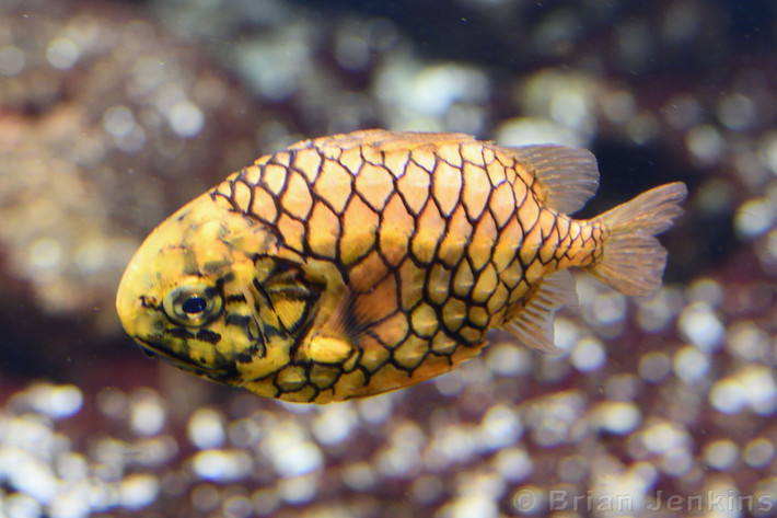  Di chuyển chậm chạp và ít vận động. Do lớp giáp cứng bao phủ cơ thể, cá quả dứa bơi khá chậm, chủ yếu lặng lẽ trôi gần đáy biển để tránh bị phát hiện. Ảnh: Pinterest.