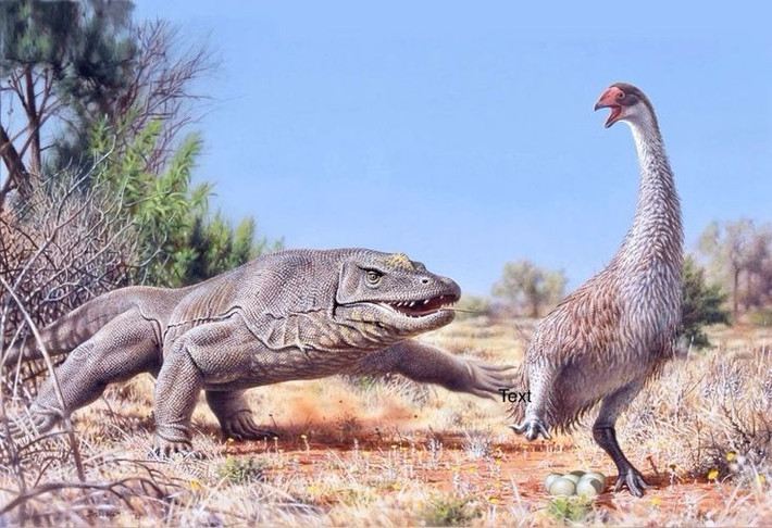  Thằn lằn lớn nhất từng được biết đến. Kỳ đà khổng lồ có thể dài tới 5–7 mét và nặng hơn 500 kg theo một số ước tính. Kích thước này khiến nó trở thành loài thằn lằn trên cạn lớn nhất trong lịch sử Trái Đất. Ảnh: Pinterest.