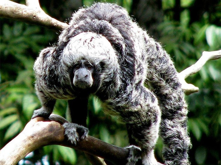  Phân bố chủ yếu ở lưu vực sông Amazon. Khỉ thầy tu sinh sống tại các khu rừng mưa nhiệt đới của Brazil, Peru, Colombia và một phần Venezuela. Chúng thường sống ở tầng tán rừng cao, ít khi xuống mặt đất, nên rất khó quan sát trong tự nhiên. Ảnh: Pinterest.