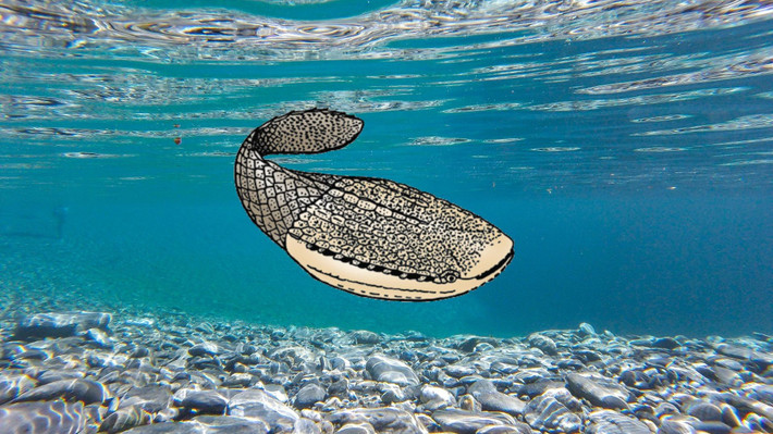  Không có hàm. Đây là loài cá cổ không hàm, chỉ có miệng tròn đơn giản để hút thức ăn. Ảnh: przystaneknauka.us.edu.pl.