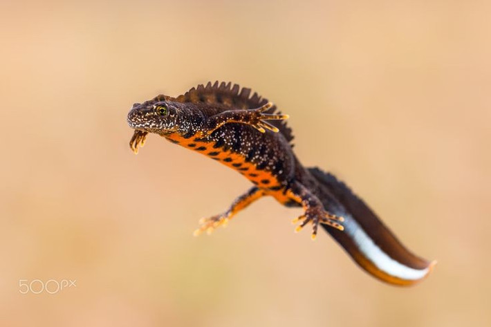  Màu sắc của sa giông mào rất ấn tượng. Bụng chúng thường có màu cam tươi với các đốm đen đặc trưng, khác biệt giữa từng cá thể. Ảnh: Pinterest.