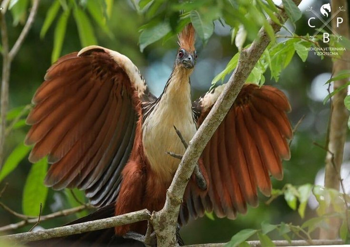  Vị trí phân loại gây tranh cãi. Trong nhiều thập kỷ, các nhà khoa học tranh luận về họ hàng gần nhất của gà móng vì chúng không giống rõ ràng với nhóm chim nào khác. Hiện nay, chúng được xếp vào một bộ riêng biệt, cho thấy tính độc đáo về tiến hóa. Ảnh: Pinterest.