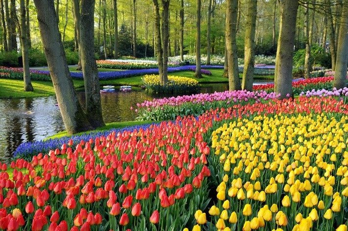  Mỗi màu hoa mang một thông điệp riêng. Trong ngôn ngữ hoa, tulip đỏ tượng trưng cho tình yêu nồng cháy, tulip vàng gắn với niềm vui và ánh nắng, còn tulip tím biểu trưng cho sự cao quý. Nhờ đó, tulip thường được chọn làm quà tặng trong nhiều dịp đặc biệt. Ảnh: Pinterest.