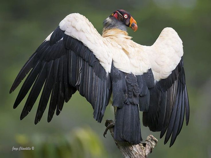  Làm tổ trên mặt đất hoặc khe đá. Chúng đẻ một trứng duy nhất và chăm sóc con non rất kỹ lưỡng. Ảnh: Pinterest.