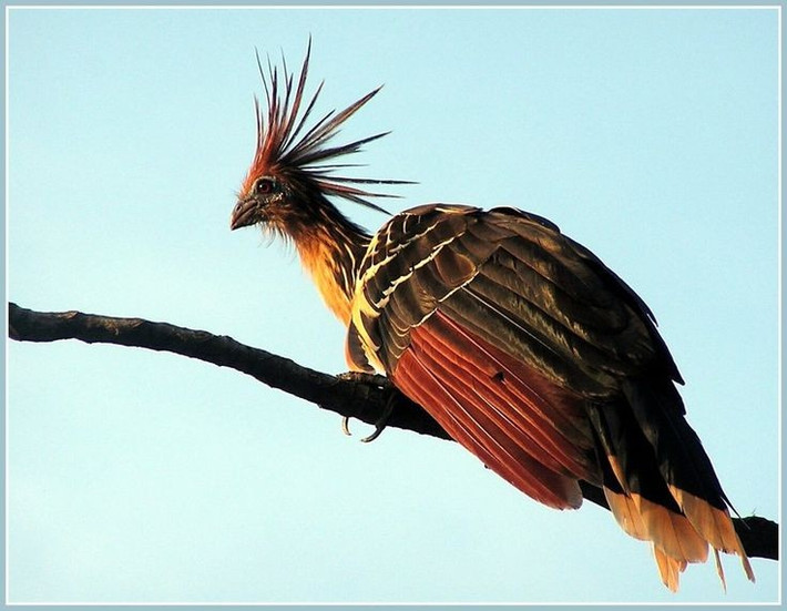  Biểu tượng tự nhiên của Guyana. Gà móng được chọn làm quốc điểu của Guyana, thể hiện niềm tự hào về sự đa dạng sinh học vùng Amazon. Sự hiện diện của chúng nhấn mạnh tầm quan trọng của việc bảo tồn hệ sinh thái rừng ngập nước Nam Mỹ. Ảnh: Pinterest.