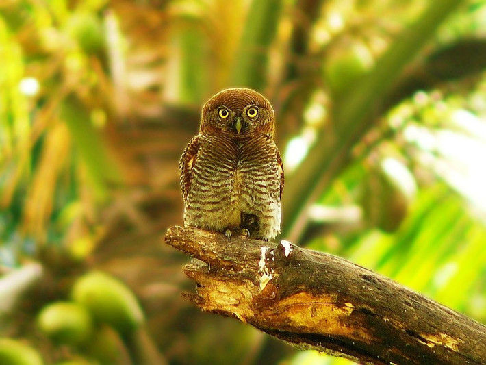  Làm tổ trong hốc cây. Chúng không tự khoét gỗ mà tận dụng hốc cây có sẵn để đẻ trứng. Ảnh: Pinterest.