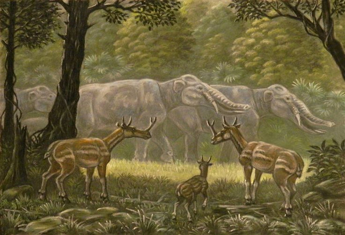  Thuộc họ Bò mũi chạc đã tuyệt chủng. Synthetoceras là thành viên của họ Protoceratidae, nhóm động vật móng guốc Bắc Mỹ đã biến mất hoàn toàn từ hàng triệu năm trước. Ảnh: Pinterest.