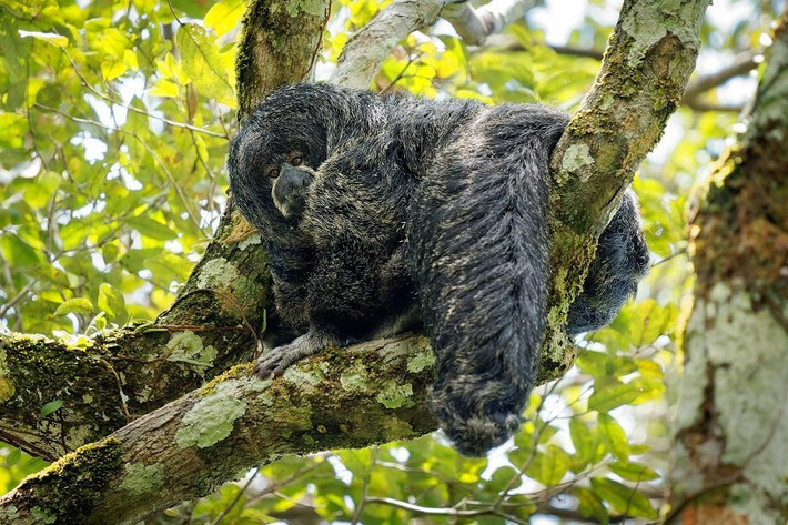  Khả năng nhảy xa ấn tượng. Khỉ thầy tu nổi tiếng với những cú nhảy xa giữa các tán cây, có thể đạt tới vài mét. Chi sau dài và khỏe giúp chúng di chuyển linh hoạt trong môi trường rừng rậm dày đặc. Ảnh: shortpixel.ai.
