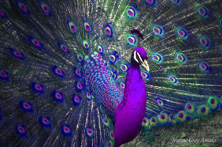  Màu sắc sặc sỡ không đến từ sắc tố. Màu xanh lam và ánh kim trên lông công chủ yếu là kết quả của cấu trúc vi mô phản xạ ánh sáng, tạo hiệu ứng quang học thay đổi theo góc nhìn. Ảnh: Pinterest.