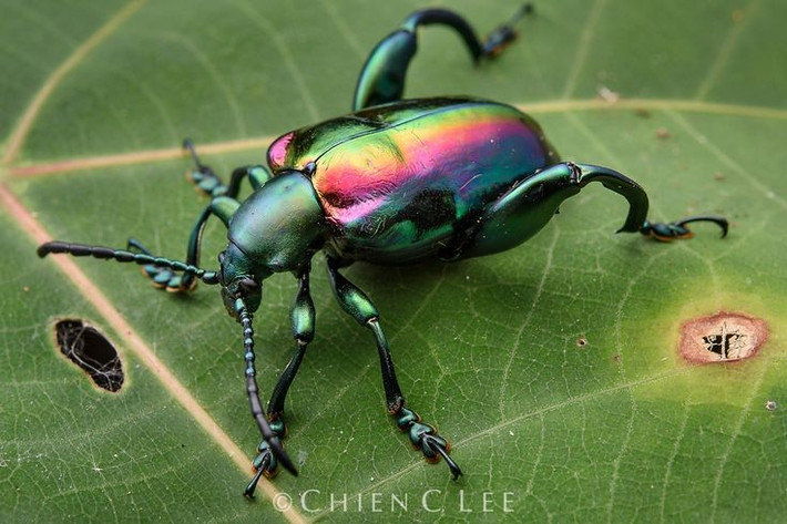  Sở hữu đôi chân sau phình to như chân ếch. Đặc điểm nổi bật nhất của bọ ánh kim chân ếch là cặp chân sau cực lớn, cơ bắp phát triển bất thường so với cơ thể, giúp chúng bám chặt cành cây và chống lại kẻ thù. Ảnh: Pinterest.