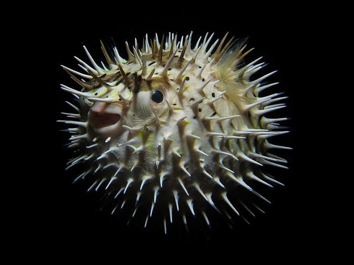  Có chứa độc tố mạnh tetrodotoxin. Độc tố này gây tê liệt thần kinh, khiến nhiều loài săn mồi phải dè chừng và con người tuyệt đối không được ăn thịt. Ảnh: Pinterest.