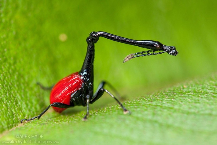  Phân bố hạn chế ở Madagascar. Loài này chỉ xuất hiện tại một số khu rừng trên đảo Madagascar. Ảnh: Pinterest.
