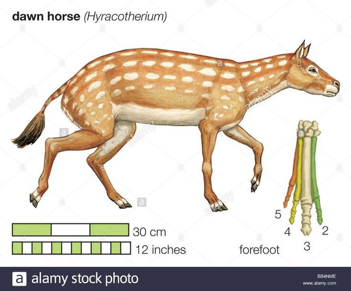  Nhiều ngón chân thay vì một móng. Khác với ngựa hiện đại chỉ có một móng, tổ tiên của ngựa từng có bốn ngón ở chân trước và ba ngón ở chân sau, giúp di chuyển linh hoạt trên nền đất mềm trong rừng. Ảnh: Pinterest.