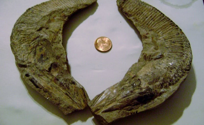  Hóa thạch chủ yếu tìm thấy ở Bắc Mỹ. Hóa thạch Astraspis đặc biệt phổ biến tại Colorado và Oklahoma. Ảnh: invisioncic.com.