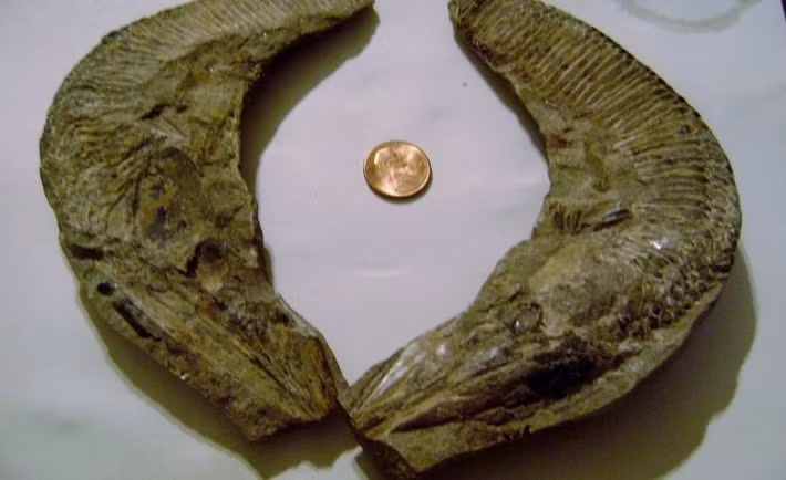  Hóa thạch chủ yếu tìm thấy ở Bắc Mỹ. Hóa thạch Astraspis đặc biệt phổ biến tại Colorado và Oklahoma. Ảnh: invisioncic.com.