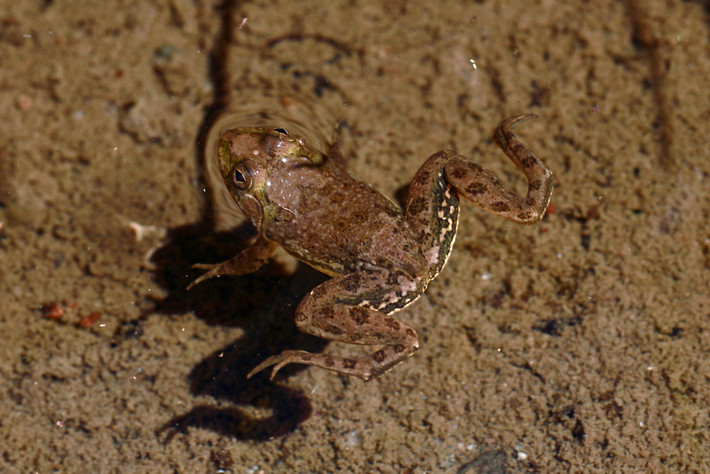  Màu da ngụy trang hoàn hảo. Ếch có màu nâu, ô-liu hoặc xám lục với các đốm sẫm, giúp hòa lẫn vào bùn đất và thảm thực vật ven nước. Khi đứng yên, chúng rất khó bị phát hiện bởi kẻ săn mồi như rắn nước hay chim. Ảnh: inaturalist.
