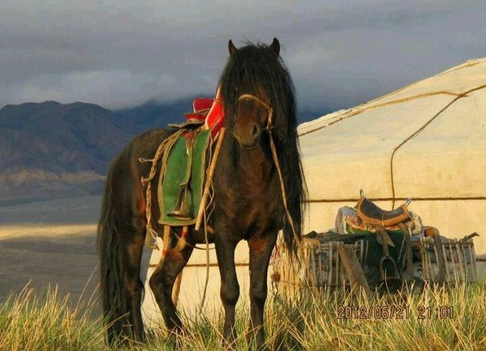  Vai trò trong chiến thuật Mông Cổ. Mỗi chiến binh Mông Cổ thường mang theo nhiều ngựa, thay phiên cưỡi, cho phép đội quân duy trì sức chiến đấu liên tục và vượt quãng đường mà đối thủ không thể theo kịp. Ảnh: Pinterest.