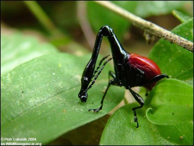 Tư thế phòng thủ độc đáo. Khi gặp nguy hiểm, mọt hươu cao cổ cong cổ lại ôm sát thân để giảm khả năng bị phát hiện. Ảnh: Pinterest.