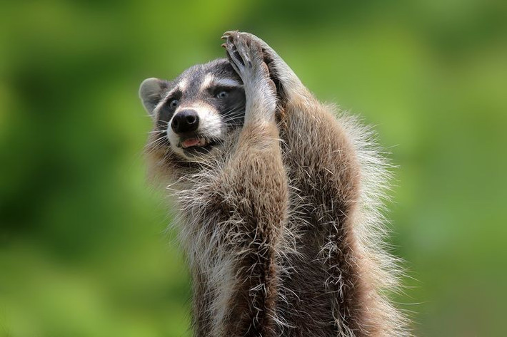  Sống về đêm với giác quan phát triển. Gấu mèo hoạt động chủ yếu ban đêm, có thị giác thích nghi ánh sáng yếu và thính giác nhạy, hỗ trợ việc kiếm ăn trong bóng tối. Ảnh: Pinterest.