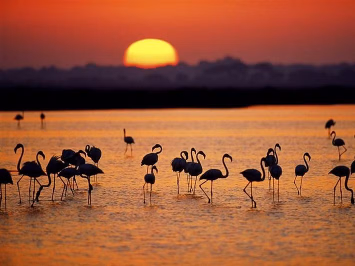  Vườn quốc gia Doñana là vùng đất ngập nước quan trọng nhất châu Âu. Vùng đất ngập nước rộng lớn này thu hút nhiều loài chim sinh sống và dừng chân khi di trú. Ảnh: Pinterest.
