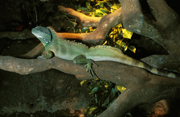  Mào lưng đặc trưng như rồng. Con đực trưởng thành có mào lưng cao chạy dọc từ cổ xuống lưng, tạo vẻ ngoài oai vệ. Mào này không chỉ có tác dụng nhận diện mà còn đóng vai trò trong việc phô trương khi tranh giành lãnh thổ hoặc bạn tình. Ảnh: Pinterest.