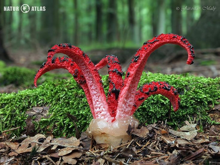  Mùi hôi đặc trưng để thu hút ruồi. Nấm phát ra mùi xác thối để dụ ruồi đến, giúp phát tán bào tử. Ảnh: Pinterest.