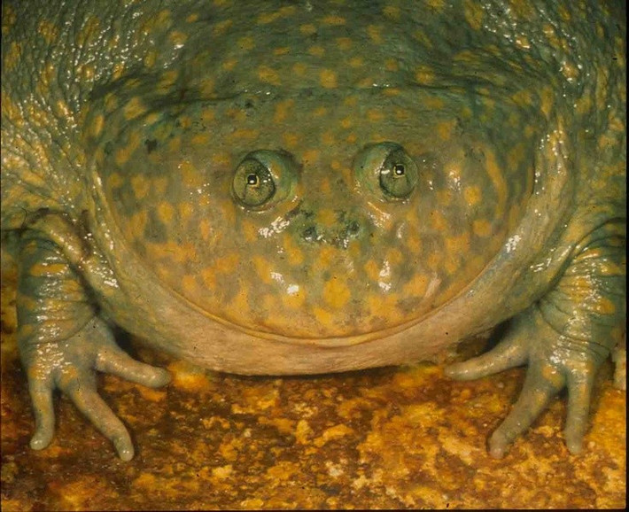  Sinh sản chớp nhoáng theo mùa mưa. Chu kỳ sinh sản của loài này diễn ra rất nhanh, tận dụng tối đa khoảng thời gian ngắn ngủi khi ao hồ xuất hiện. Nòng nọc phát triển với tốc độ đáng kinh ngạc và cũng mang bản tính ăn thịt lẫn nhau, giúp những cá thể khỏe nhất sống sót. Ảnh: Pinterest.