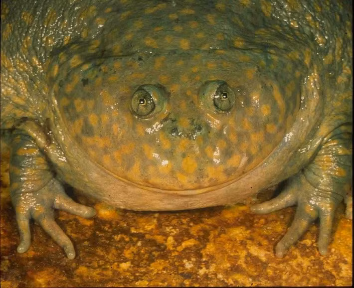  Sinh sản chớp nhoáng theo mùa mưa. Chu kỳ sinh sản của loài này diễn ra rất nhanh, tận dụng tối đa khoảng thời gian ngắn ngủi khi ao hồ xuất hiện. Nòng nọc phát triển với tốc độ đáng kinh ngạc và cũng mang bản tính ăn thịt lẫn nhau, giúp những cá thể khỏe nhất sống sót. Ảnh: Pinterest.