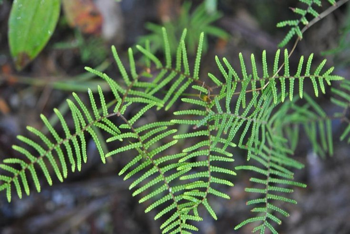  Không sinh sản bằng hạt như cây có hoa. Khác với phần lớn thực vật quen thuộc, dương xỉ sinh sản bằng bào tử. Ở mặt dưới lá thường có các cụm túi bào tử gọi là túi nang (sori), khi chín sẽ phát tán bào tử ra môi trường. Chu kỳ sống của chúng gồm hai thế hệ xen kẽ: thể bào tử (lá lớn ta thấy) và thể giao tử nhỏ bé hình tim sống độc lập. Ảnh: Pinterest.