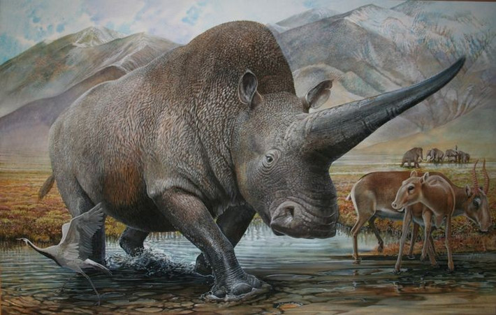 Elasmotherium có thể cao tới 2 mét và nặng hơn 4 tấn. Chúng là một trong những loài tê giác lớn nhất từng tồn tại trên Trái Đất. Ảnh: Pinterest.
